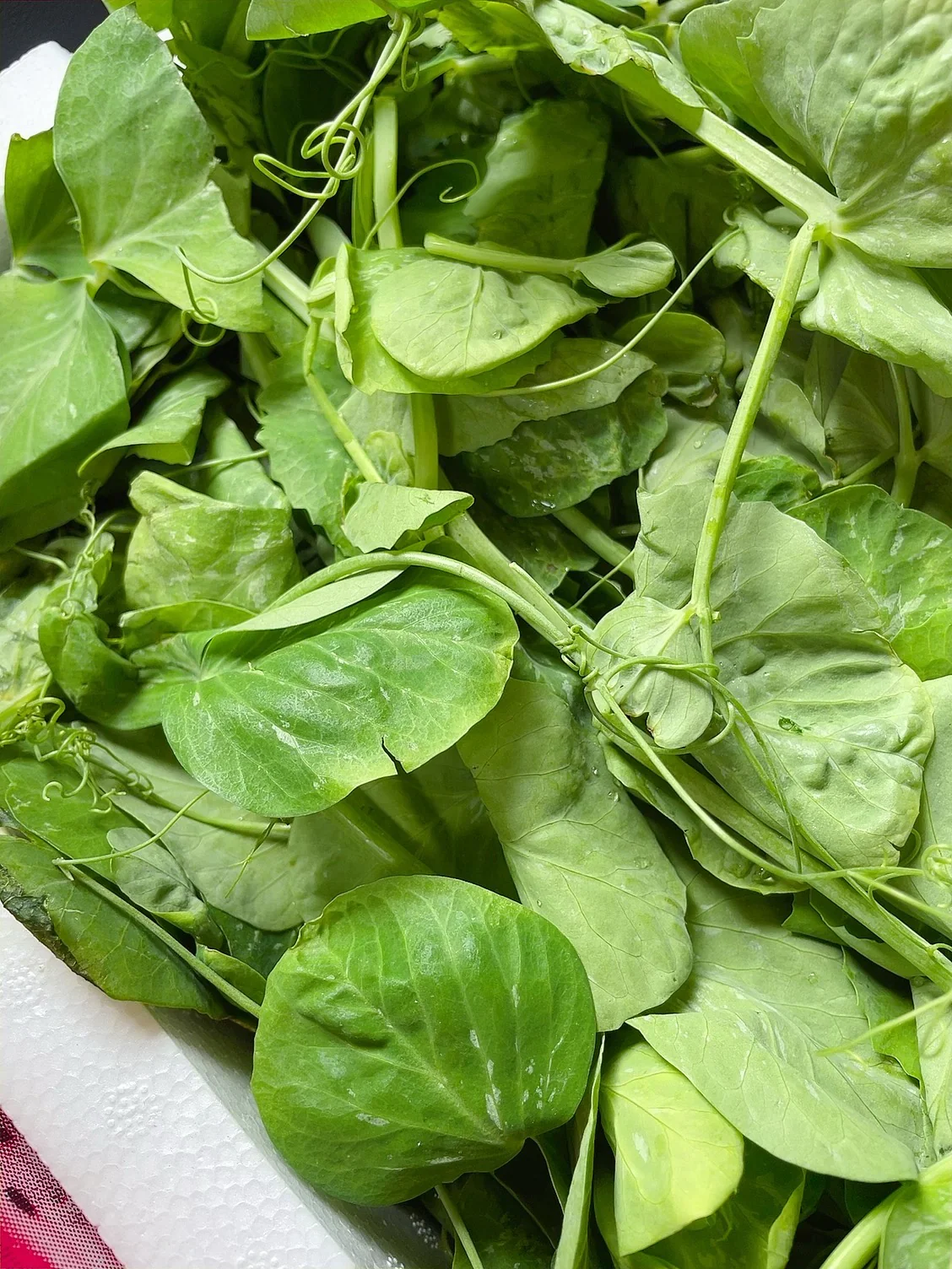 Fresh Pea Shoots - 500g - Image 2