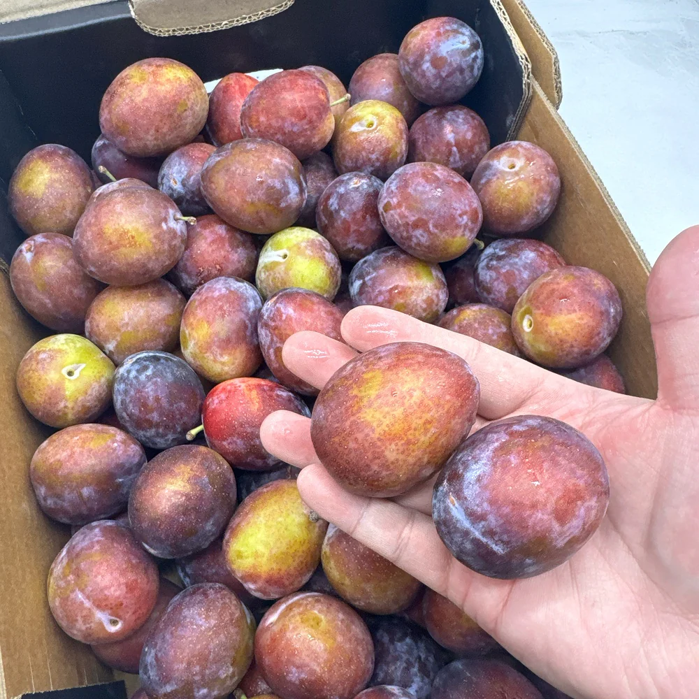 Fresh Plums - 1kg - Image 2