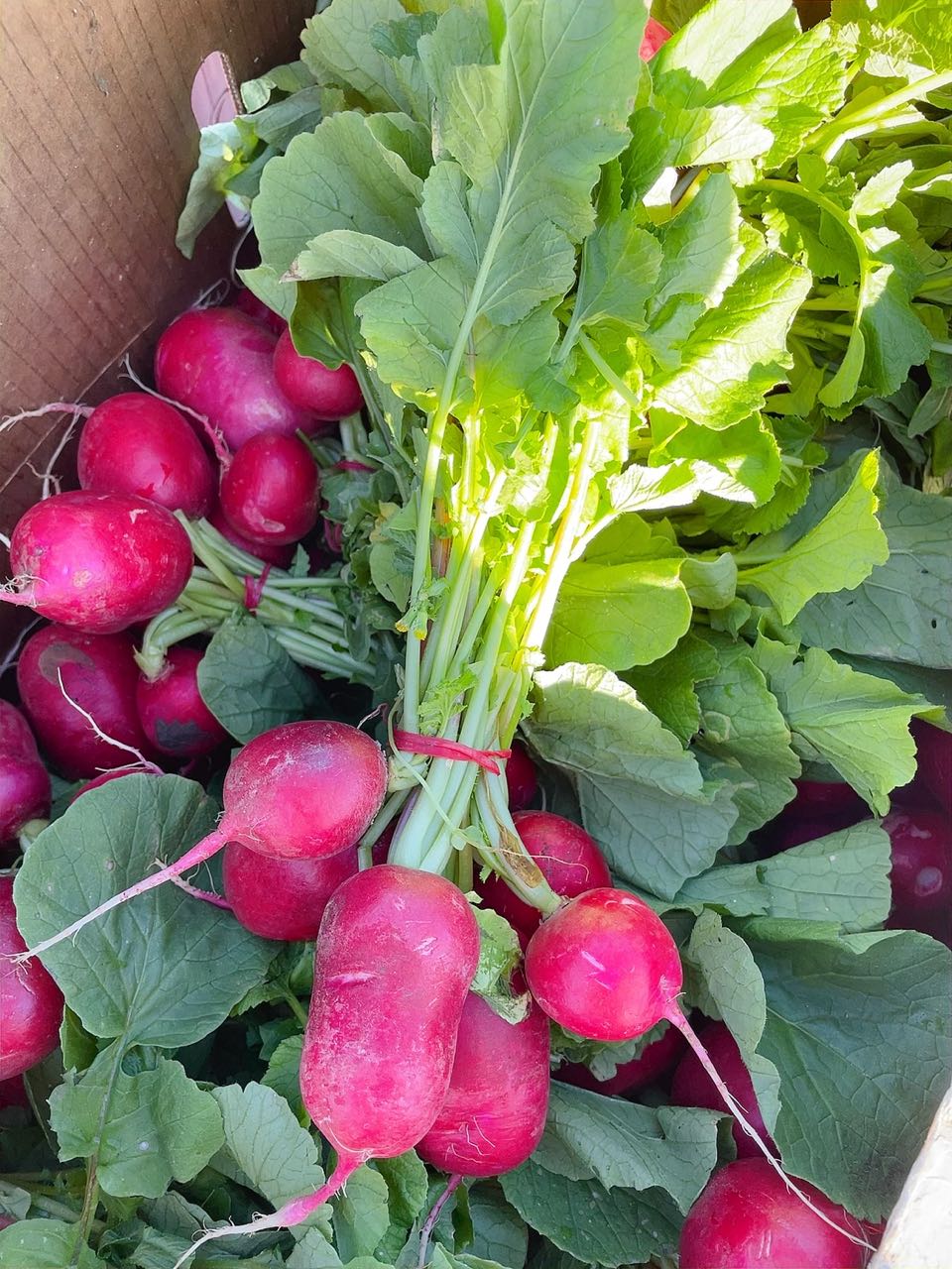 Fresh Radishes - 1 Bunch - Image 2