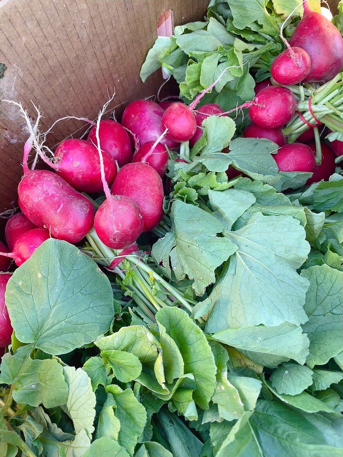 Fresh Radishes - 1 Bunch - Image 3