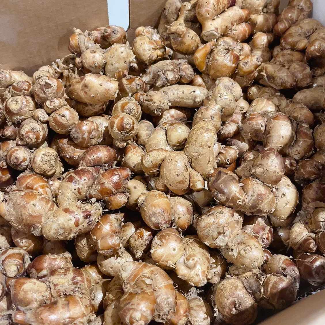Fresh Sand Ginger - 300g - Image 2