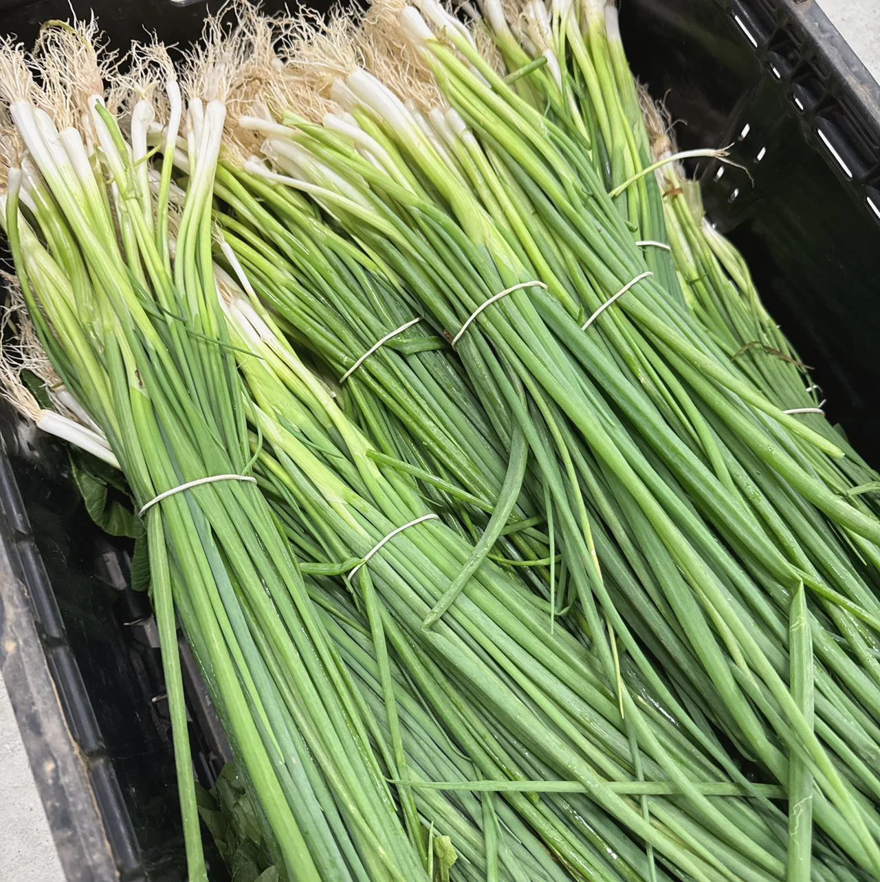Fresh Small Green Onions - 1 Bundle - Image 2
