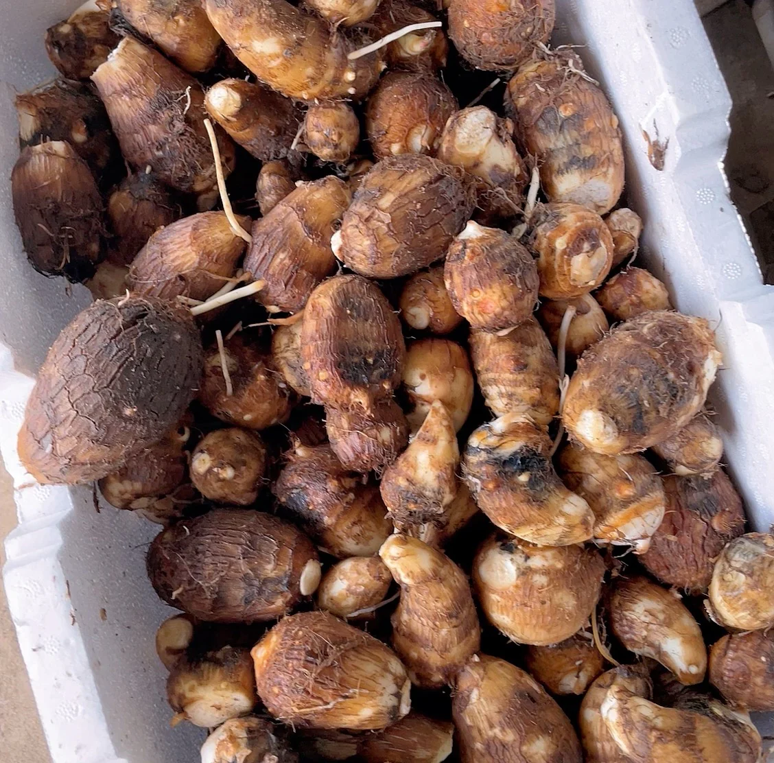 Fresh Small Taro - 1kg - Image 3