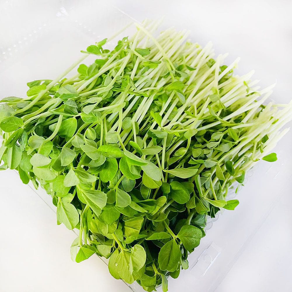 Fresh Snow Pea Sprouts - 160g - Image 2