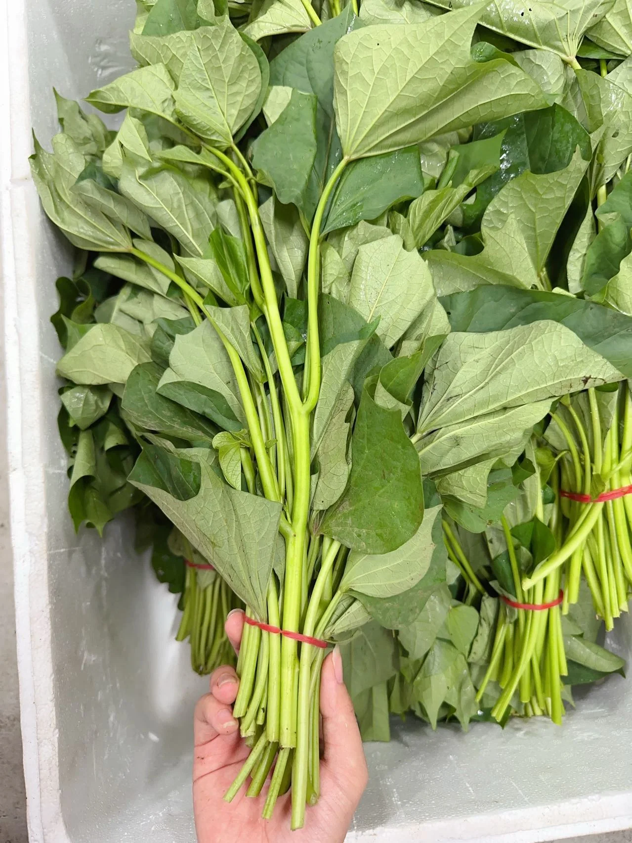 Fresh Sweet Potato Leaves - 1 Bundle - Image 2