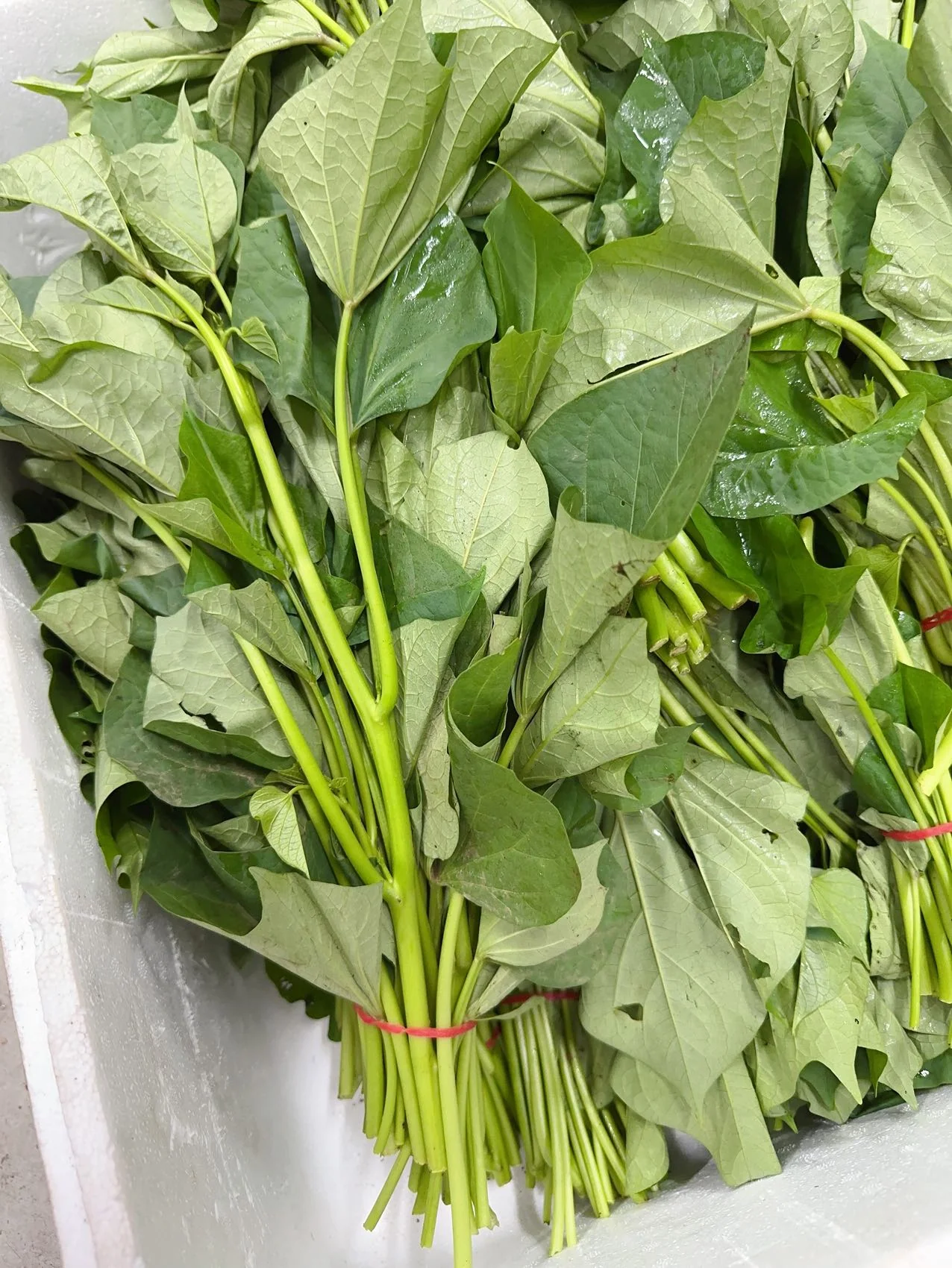 Fresh Sweet Potato Leaves - 1 Bundle - Image 3