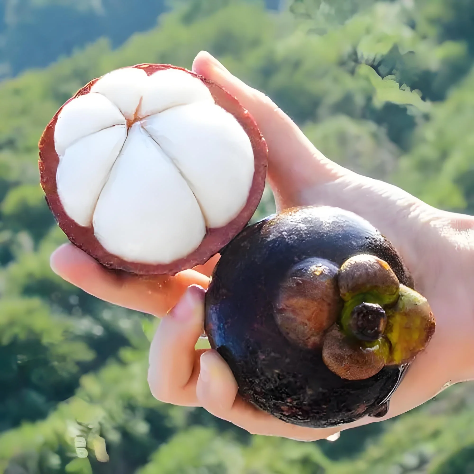 Fresh Air-Freighted Mangosteen - 800g - Image 3