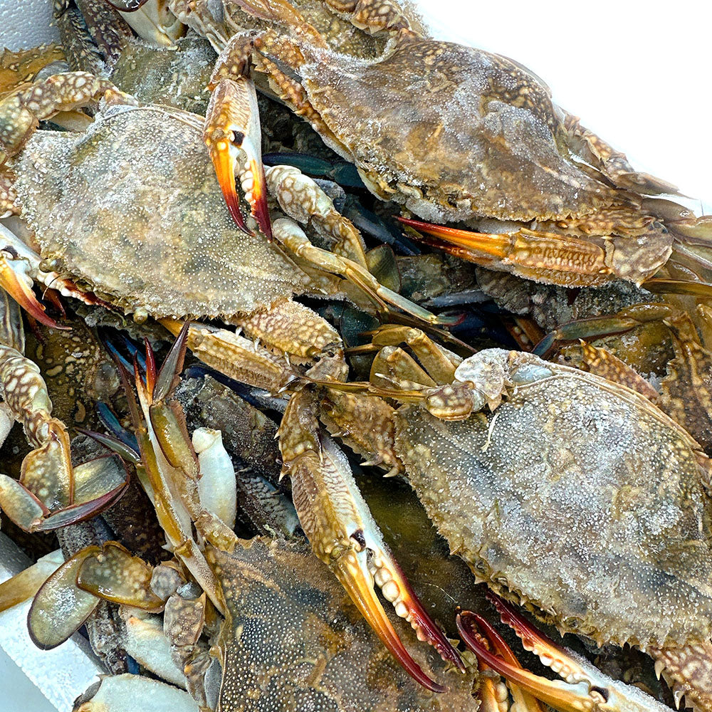 Frozen Blue Swimmer Crab - 4 Whole Crabs, 1kg - Image 2