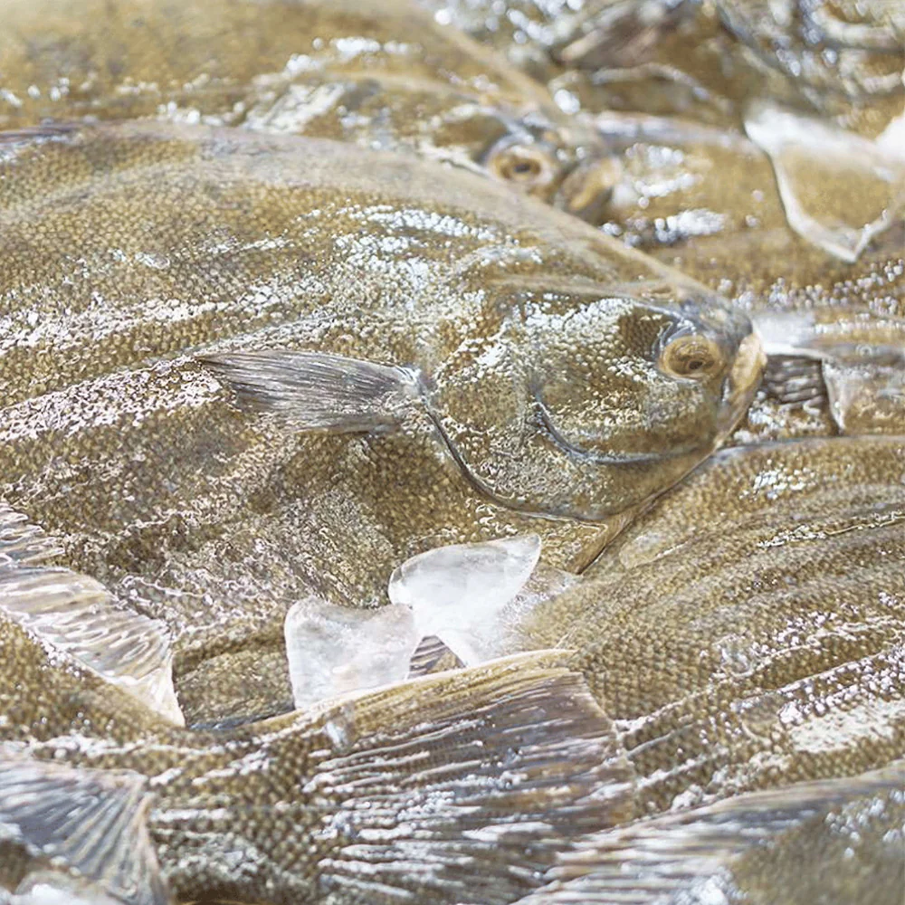 Frozen Flounder Whole - 800g