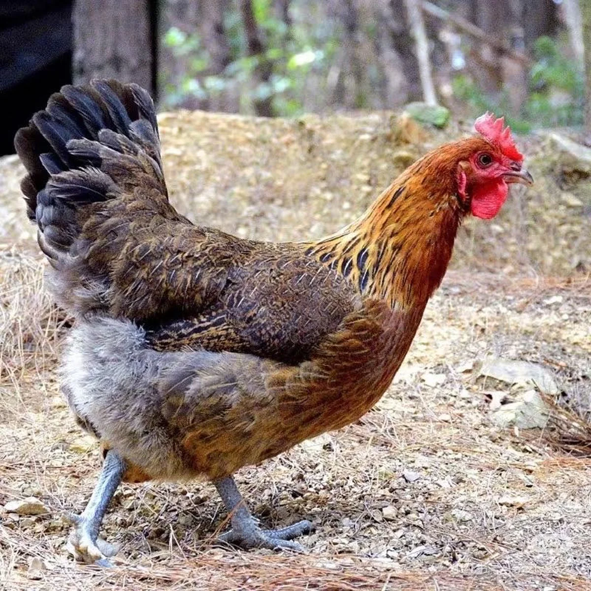 Frozen Free-Range Black-Foot Chicken Pieces 1.1–1.6kg - Image 2