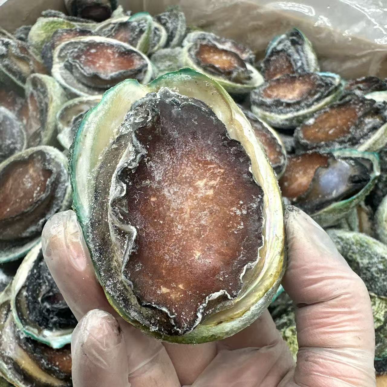 Frozen Tasmanian Black Gold Abalone 12 Pieces - 1kg - Image 2