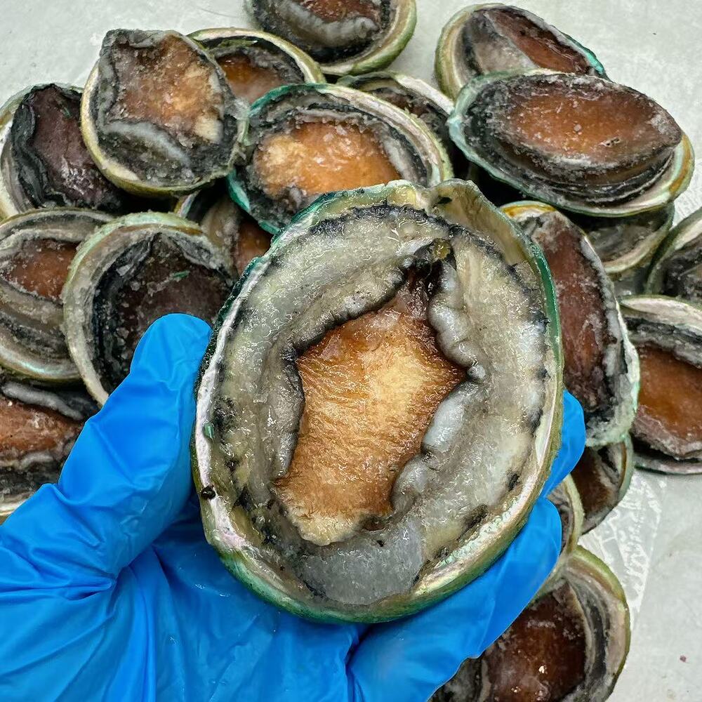Frozen Tiger Abalone – 12 Pieces (1kg) - Wild-Caught Whole Shell-On Gourmet Seafood