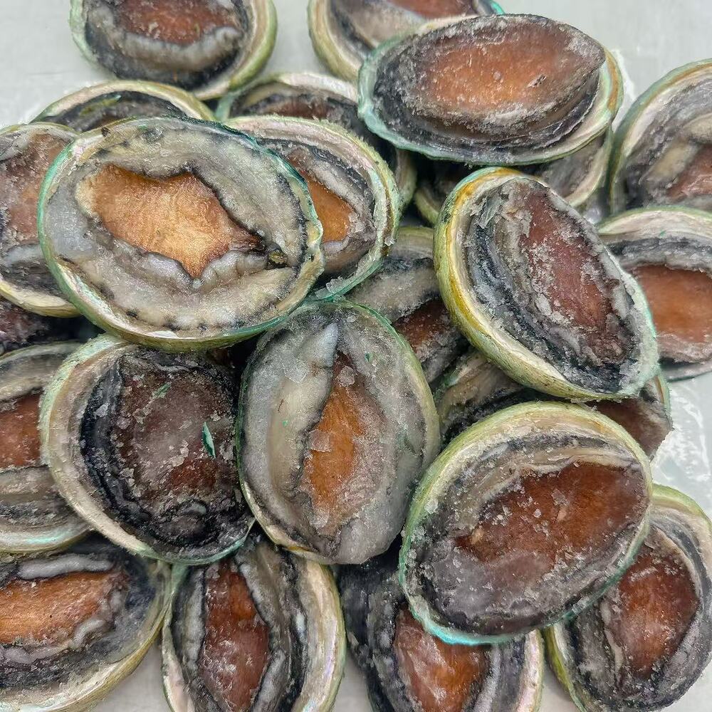 Frozen Tiger Abalone – 12 Pieces (1kg) - Wild-Caught Whole Shell-On Gourmet Seafood - Image 2
