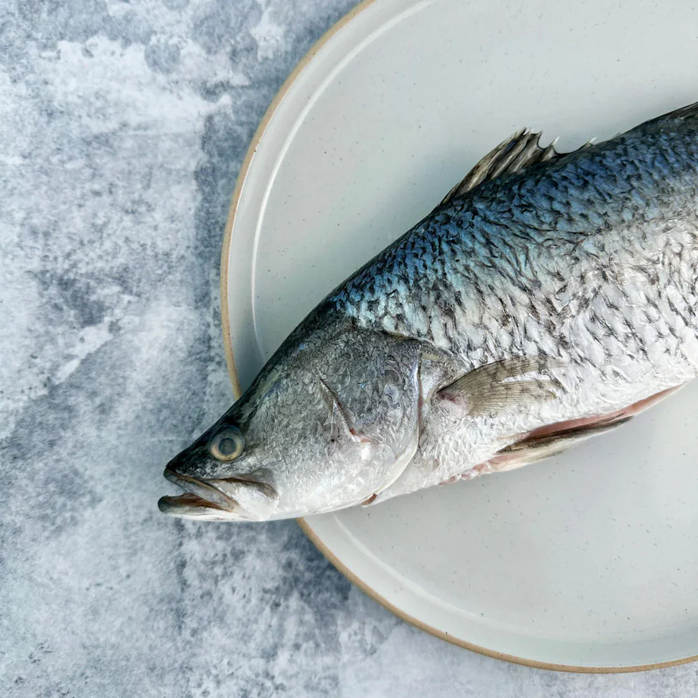 Frozen Whole Cleaned Barramundi (Descaled & Gutted) 1kg+ - Asian Sea Bass
