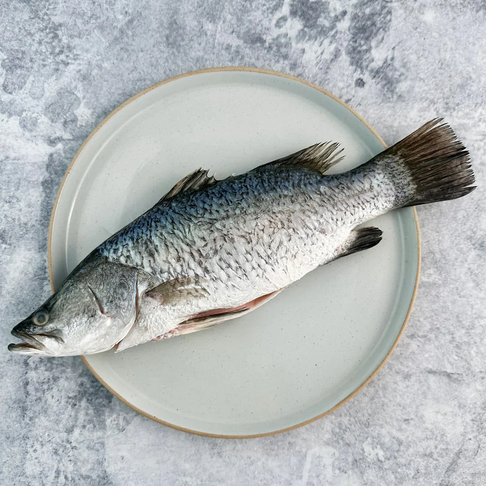 Frozen Whole Cleaned Barramundi (Descaled & Gutted) 1kg+ - Asian Sea Bass - Image 2