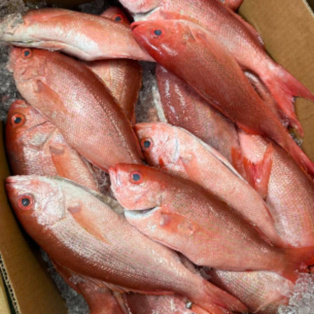 Frozen Whole Local Wild Saddletail Snapper - 2 Fish, 750–950g (Ungutted) - Image 2