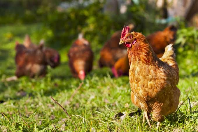 Grain-Fed Free-Range Small Hen - 1kg - Image 2