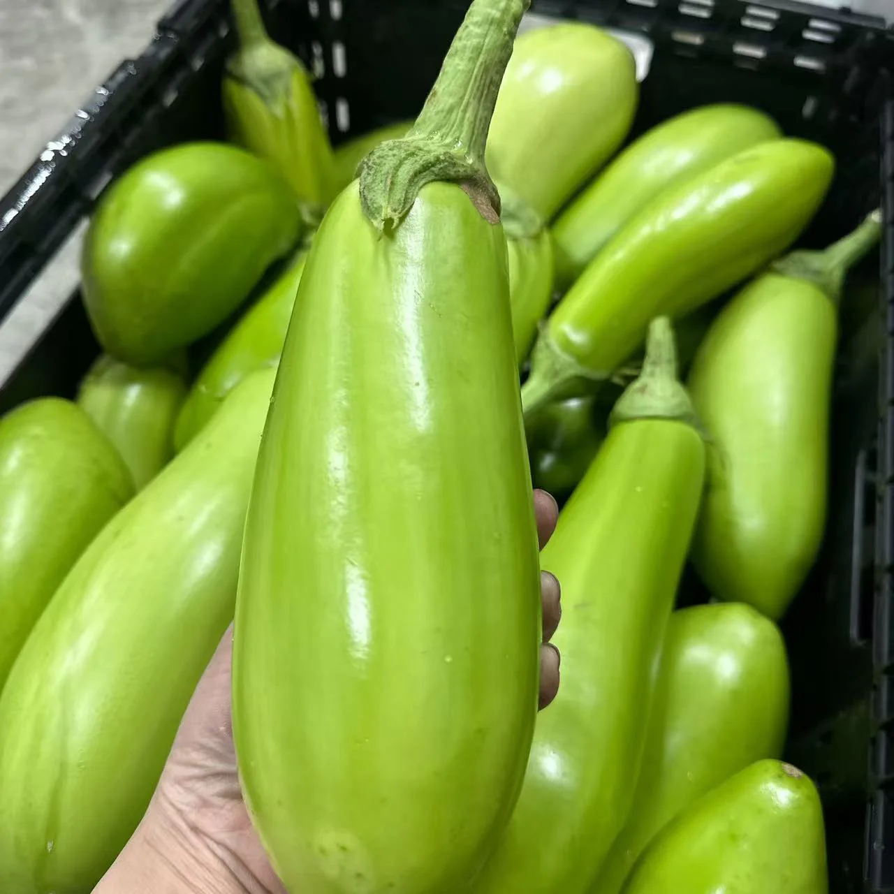 Green Eggplant 800–900g