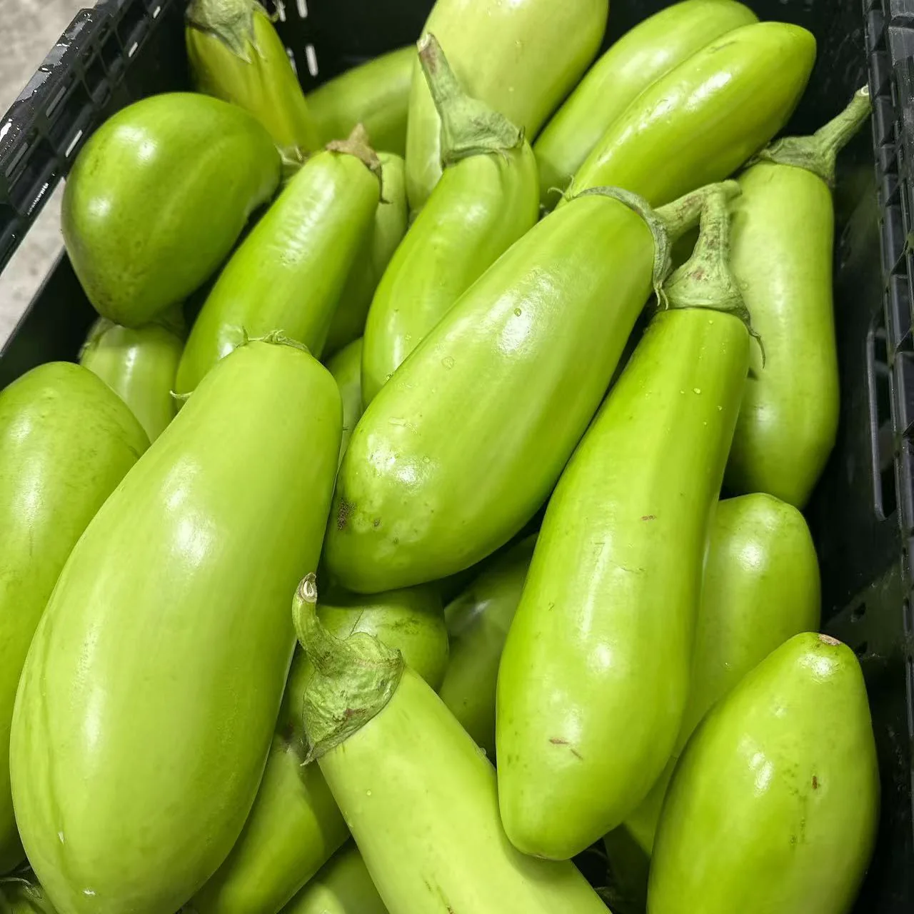 Green Eggplant 800–900g - Image 2