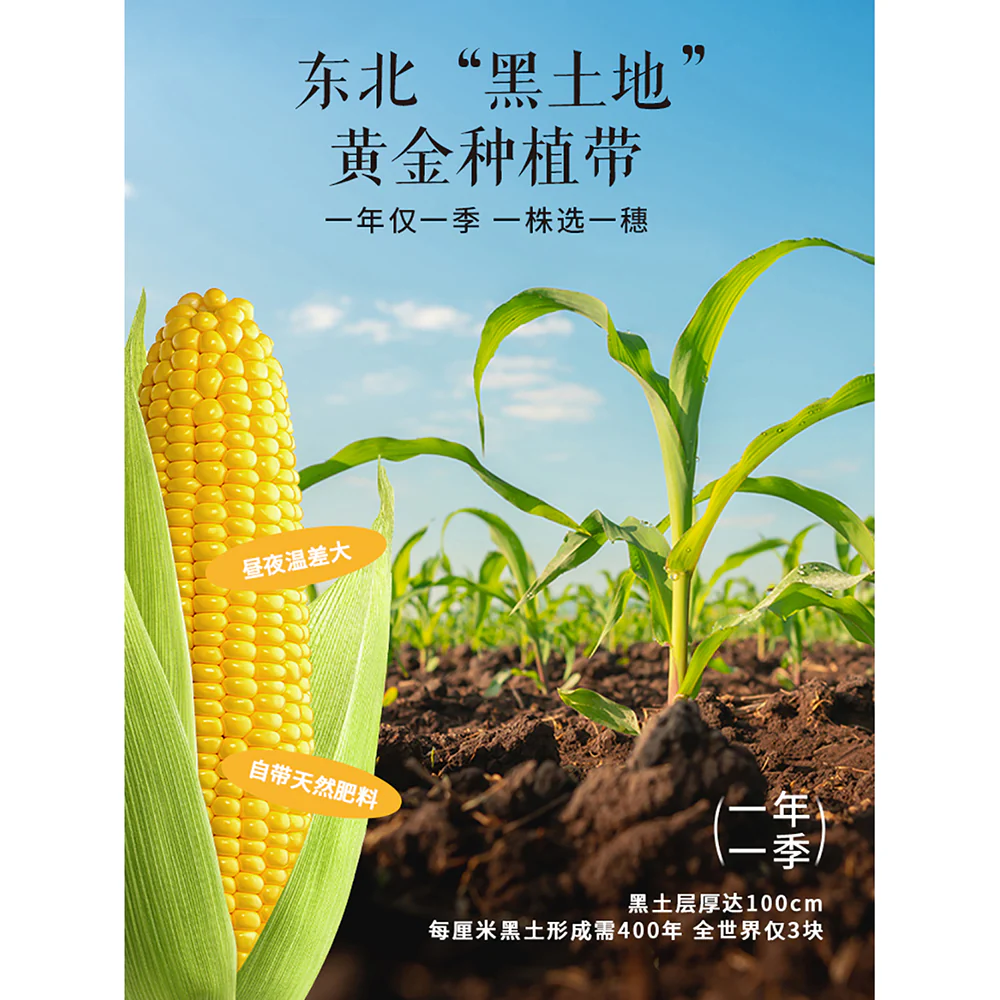 Huahotian Glutinous Corn - Yellow/White, Random Selection - 200g - Image 5
