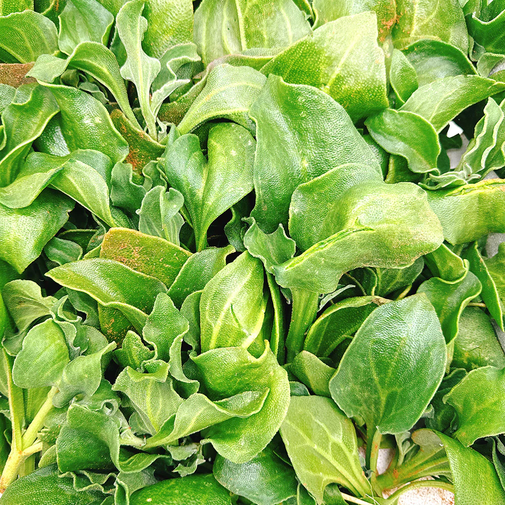 Ice Plant - 500g - Image 2