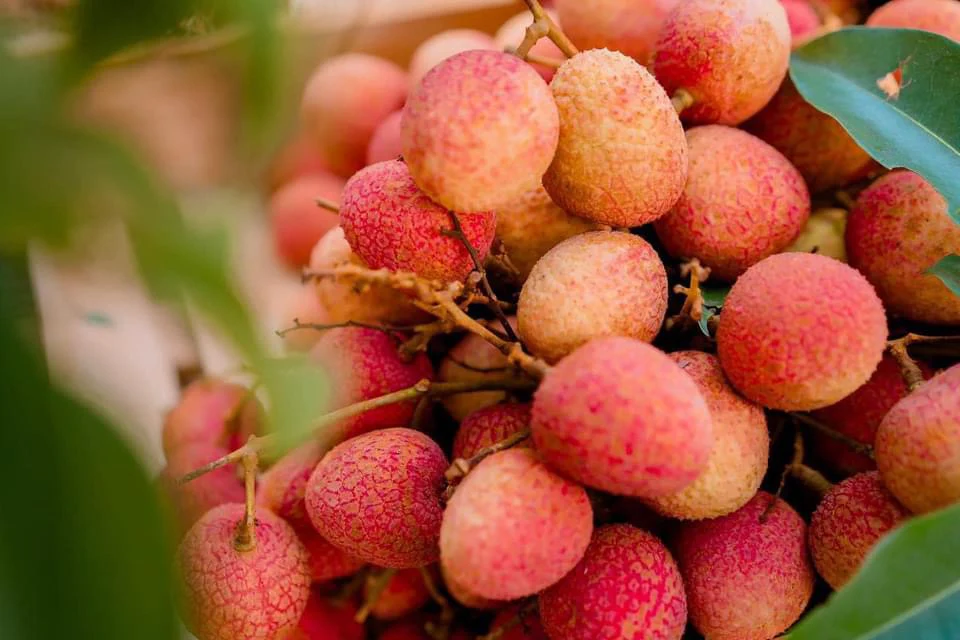 Imported Sticky Rice Lychee - 400g - Image 2