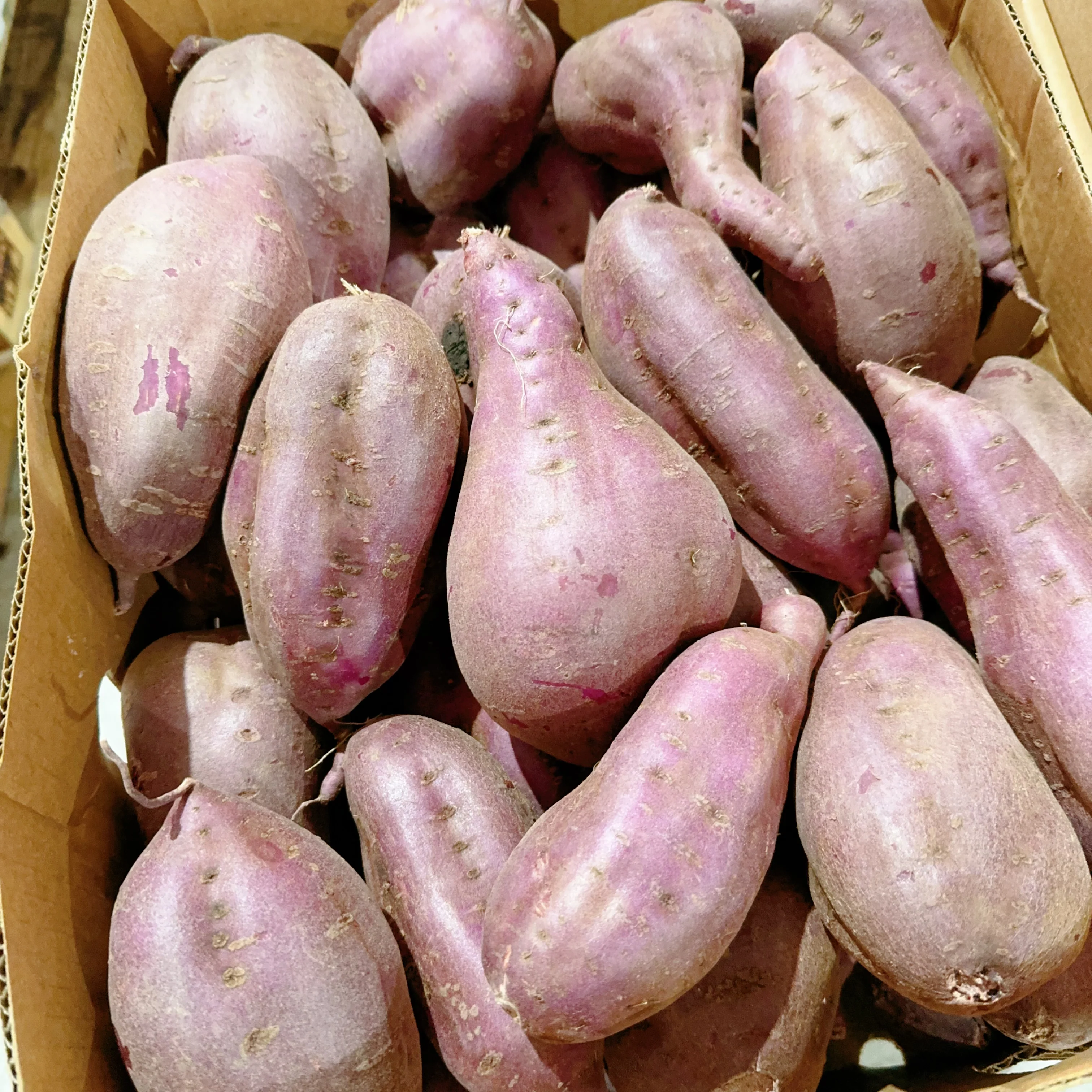 Japanese Purple Sweet Potatoes - 1kg - Image 2