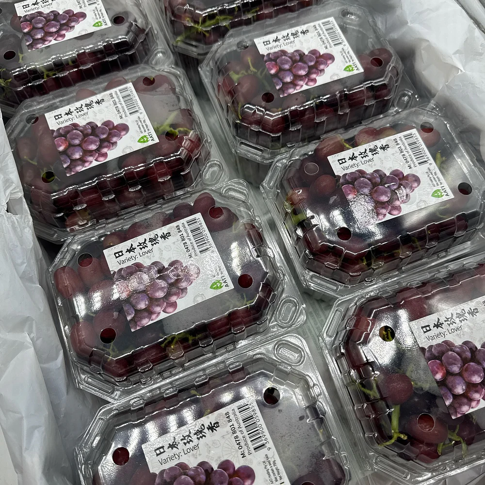 Japanese Rose Muscat Grapes - 750g - Image 3