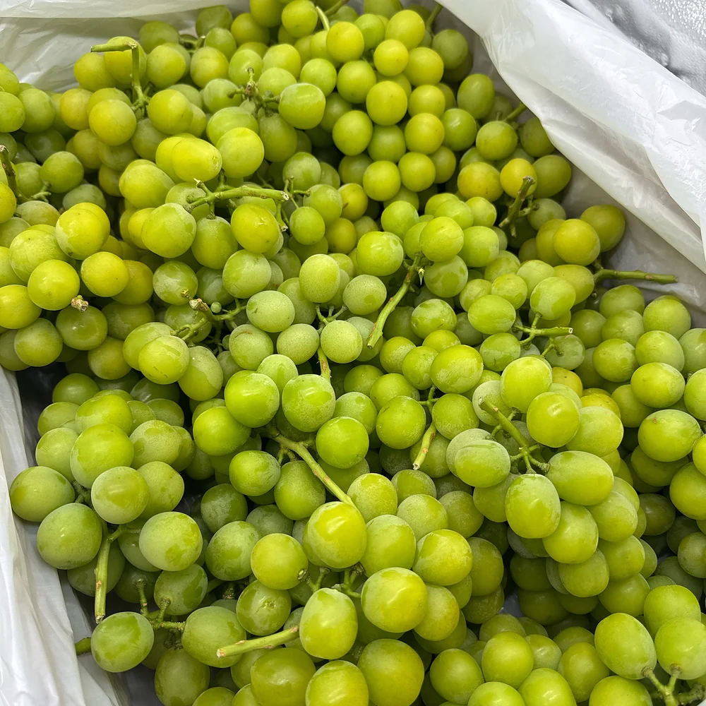 Japanese Shine Muscat Grapes - Australian Grown, 1kg - Image 2