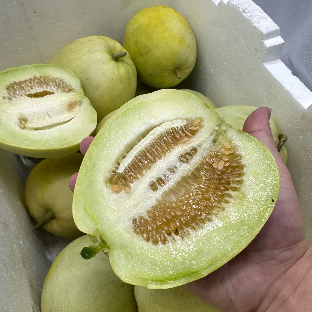 Japanese Sweet Treasure Melon - 1 Piece - Image 2
