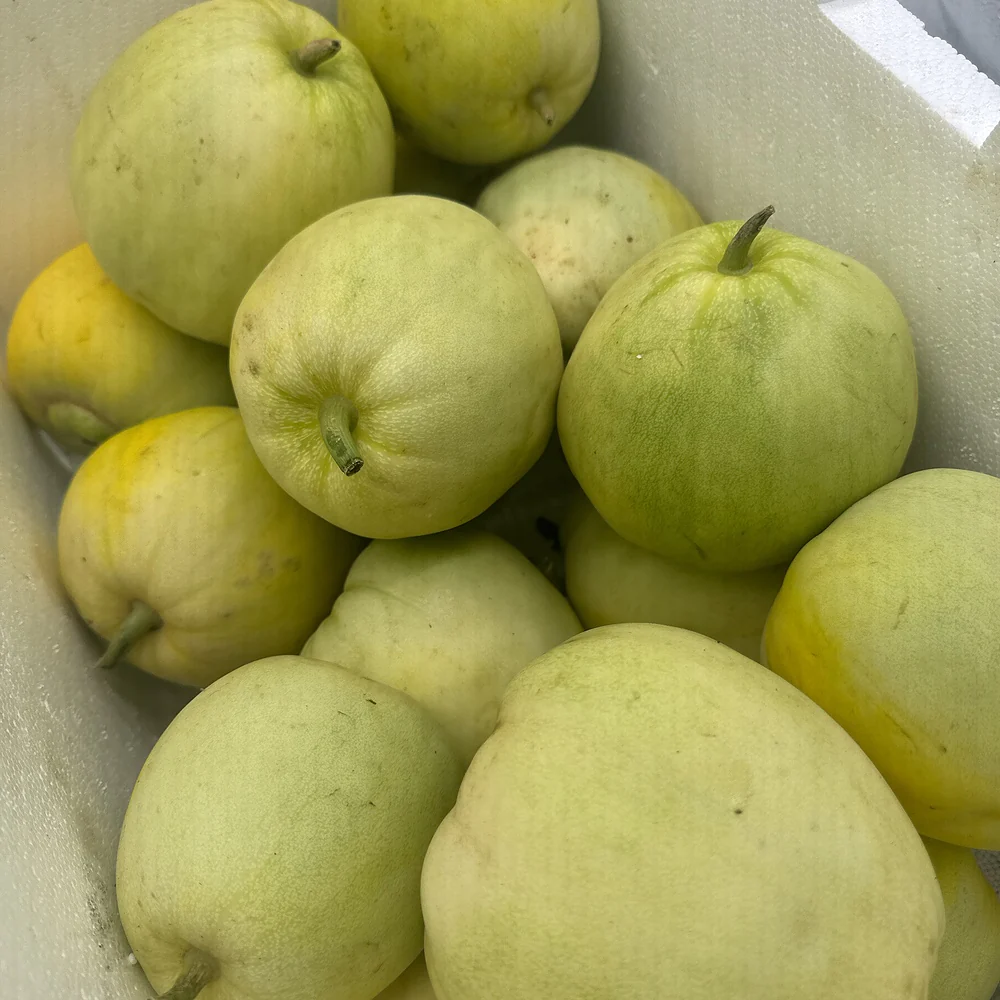 Japanese Sweet Treasure Melon - 1 Piece - Image 3