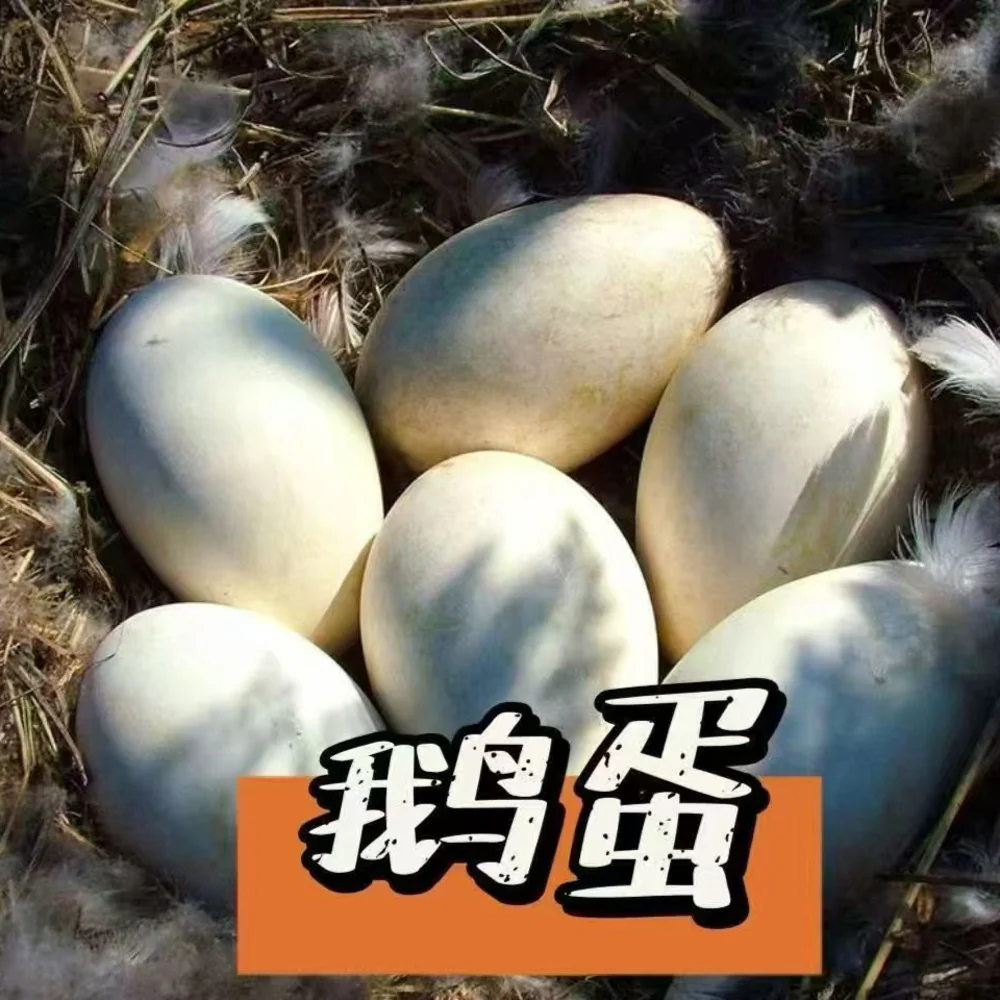 Jipo Fresh Goose Eggs - 2 Eggs (1 Box)