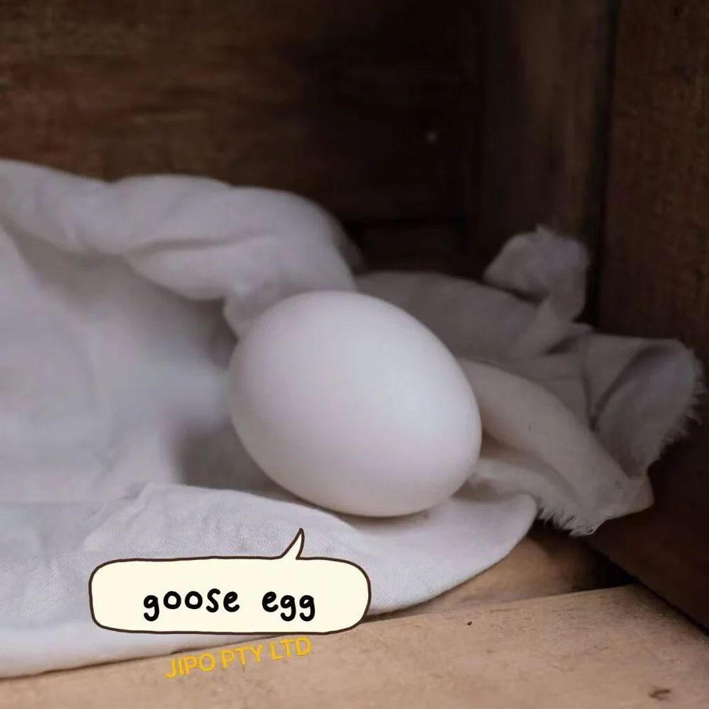 Jipo Fresh Goose Eggs - 2 Eggs (1 Box) - Image 2