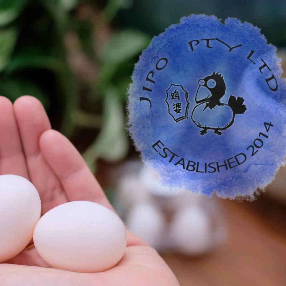 Jipo Fresh Pigeon Eggs - 4 Pieces - Image 2