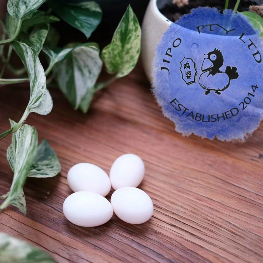Jipo Fresh Pigeon Eggs - 4 Pieces - Image 3