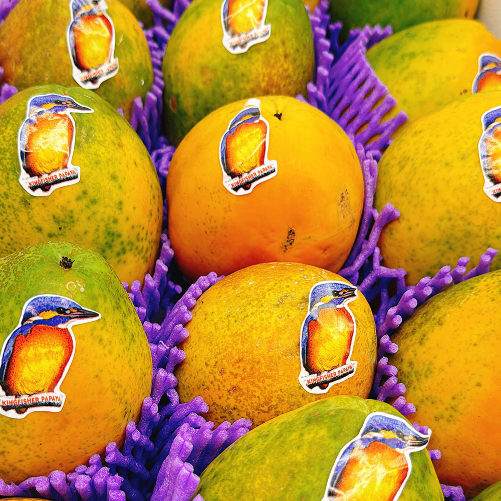 Kingfisher Red Papaya - 1 Piece - Image 4
