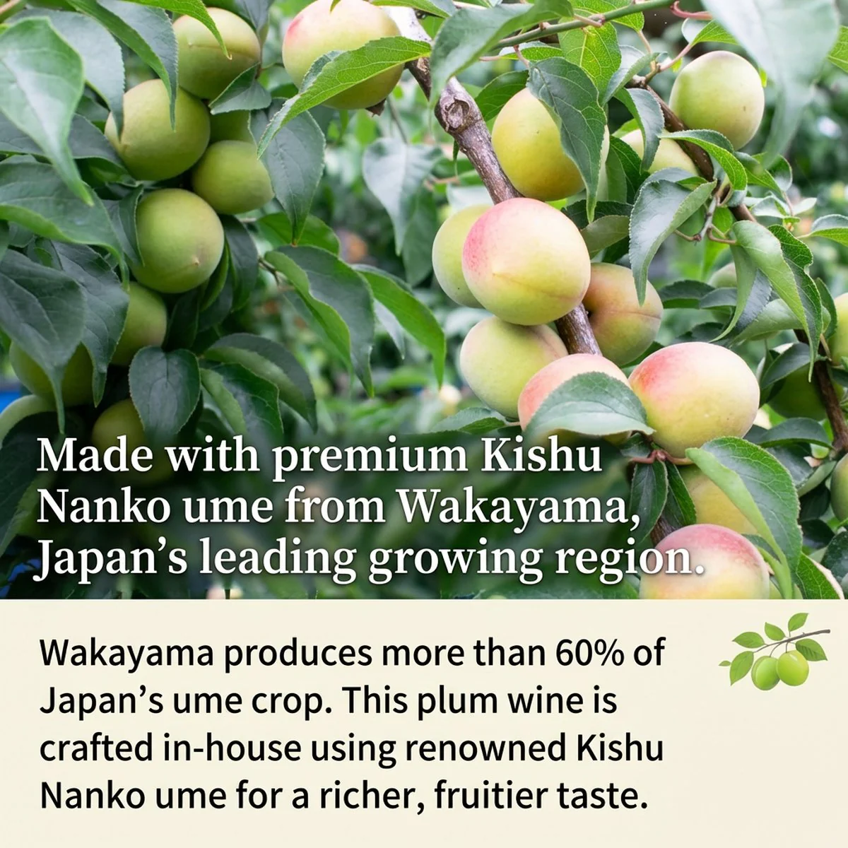 Kishu Umeshu (Wakayama Plum Wine) Cup – 9% ABV, 100ml - Japanese Plum Liqueur - Image 3