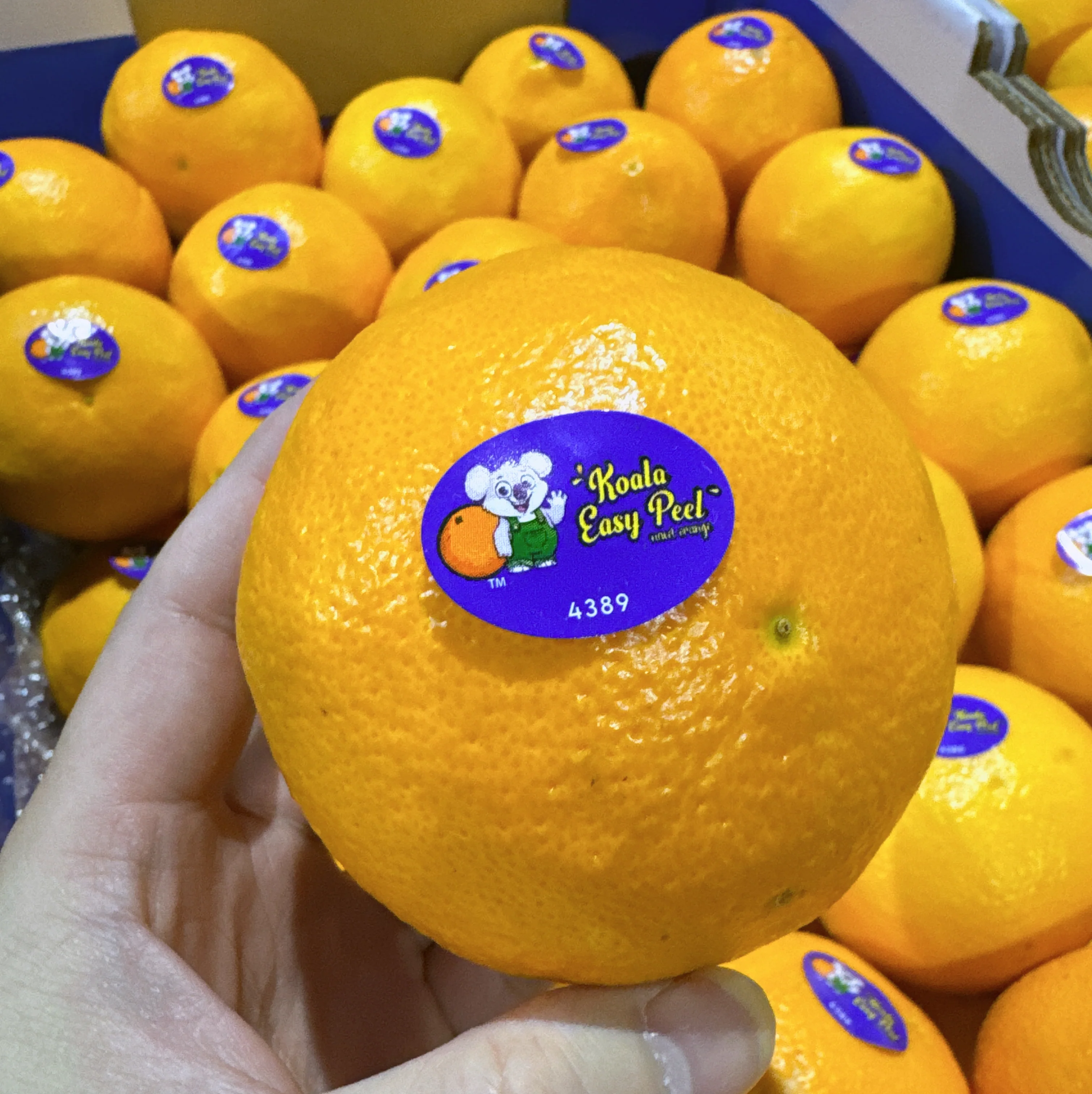 Koala Easy Peel Oranges - 1kg - Image 2