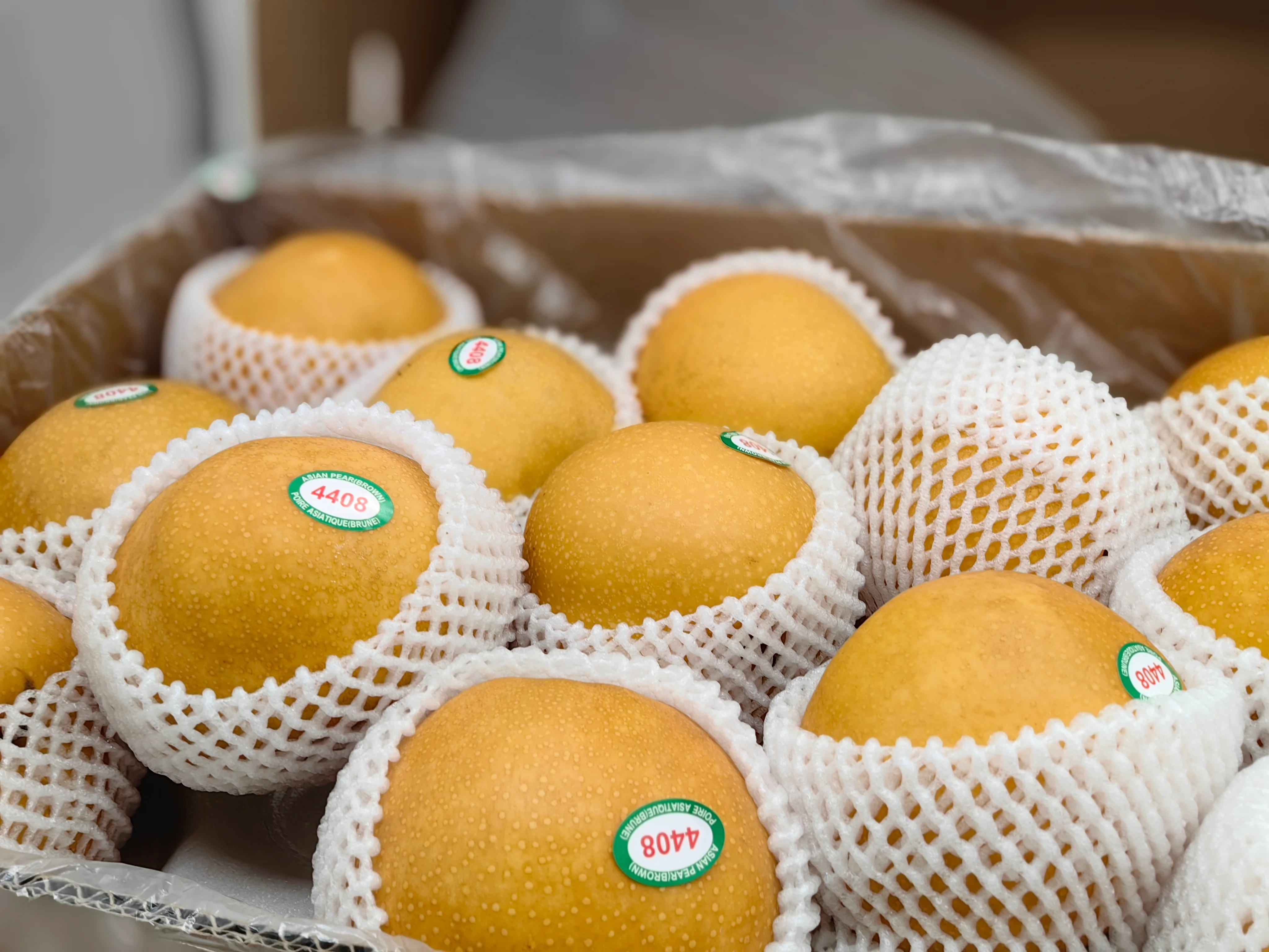 Korean Singo Pear - 1.1kg - Image 3