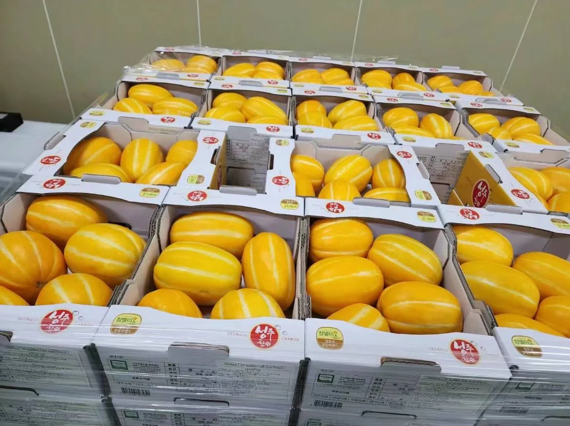 Korean Sweet Melon - 1 Piece - Image 4