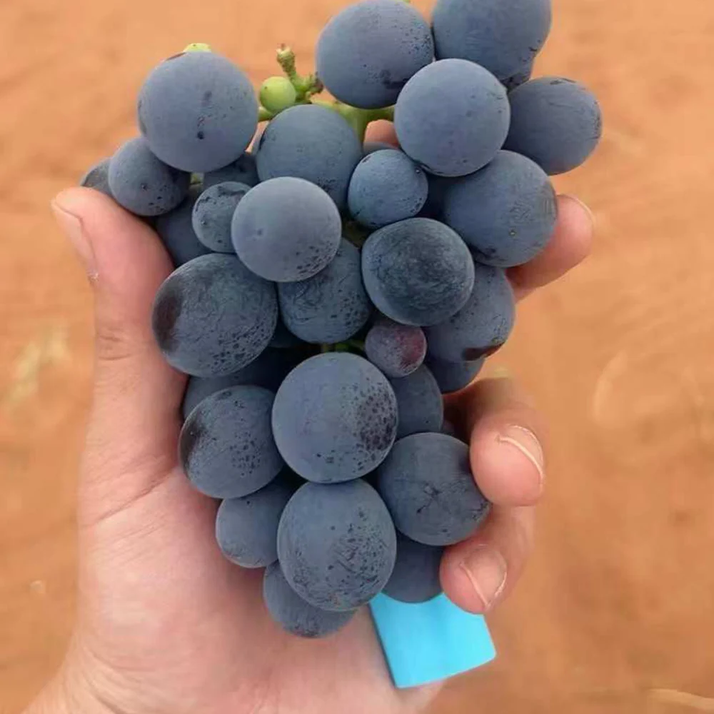 Kyoho King Australian-Grown Kyoho Grapes Horse Year Limited Gift Box 2kg - Image 2