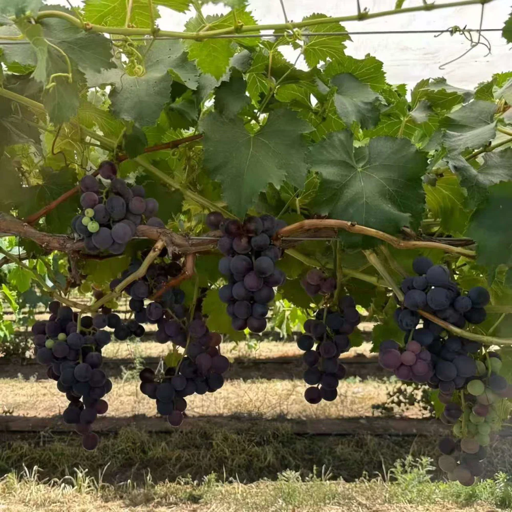 Kyoho King Australian-Grown Kyoho Grapes Horse Year Limited Gift Box 2kg - Image 3