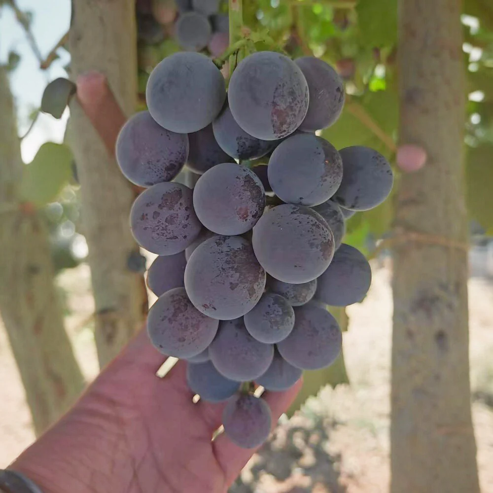 Kyoho King Australian-Grown Kyoho Grapes Horse Year Limited Gift Box 2kg - Image 4