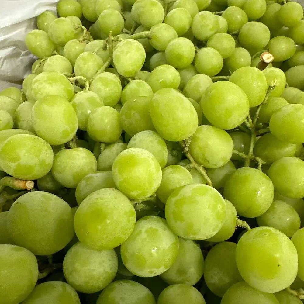 Kyoho King Autumn Crisp Shine Muscat Grapes 1kg - Image 2
