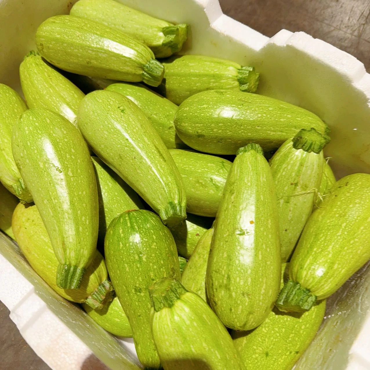 Light Green Zucchini - 1kg - Image 2