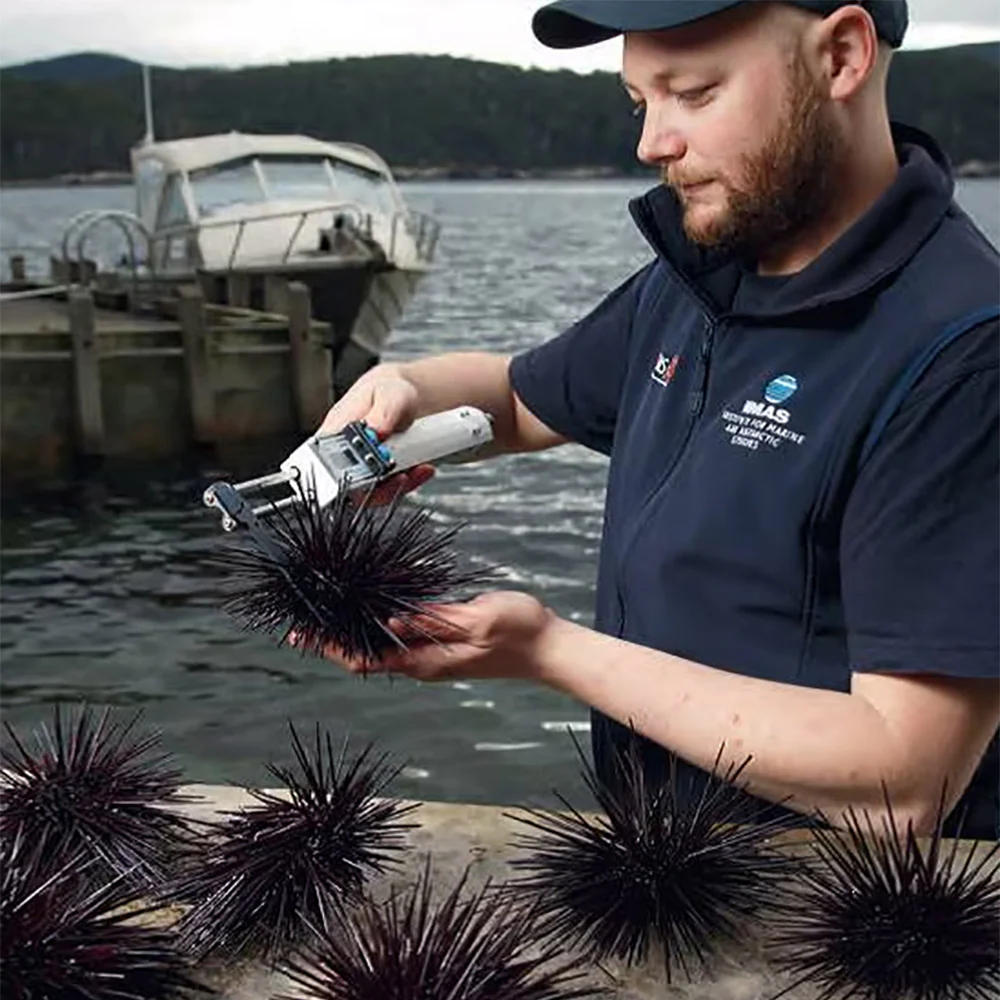 Limited Edition Tasmanian Long Spined Sea Urchin - 100g - Image 5