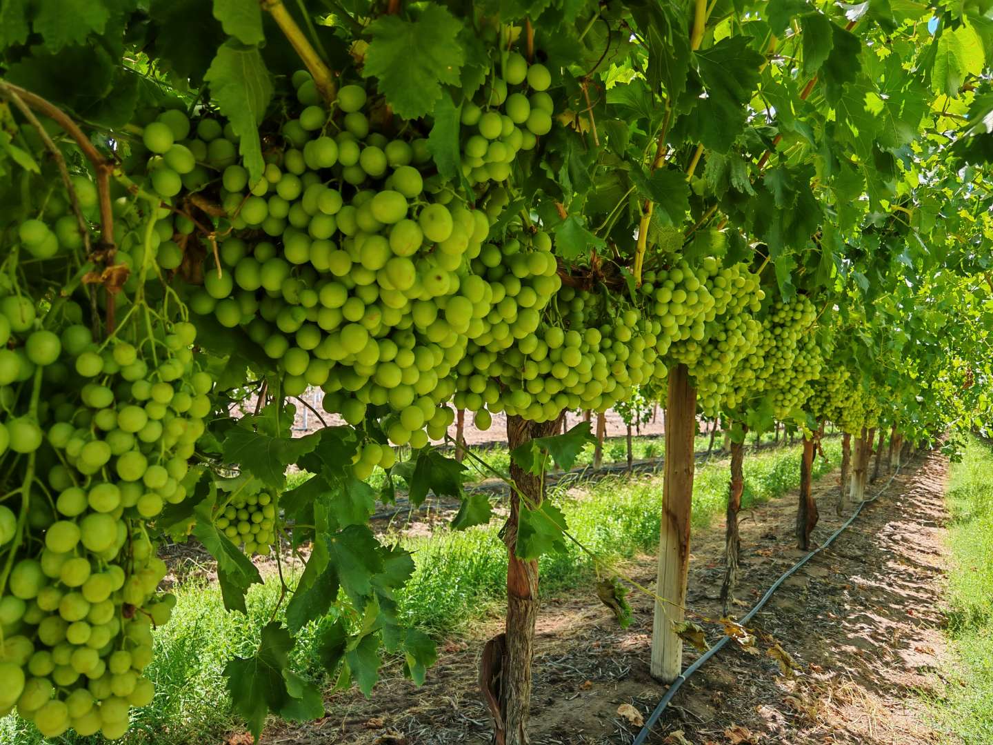 Local Autumn Crisp Shine Muscat Grapes - Box of 4.5kg - Image 5