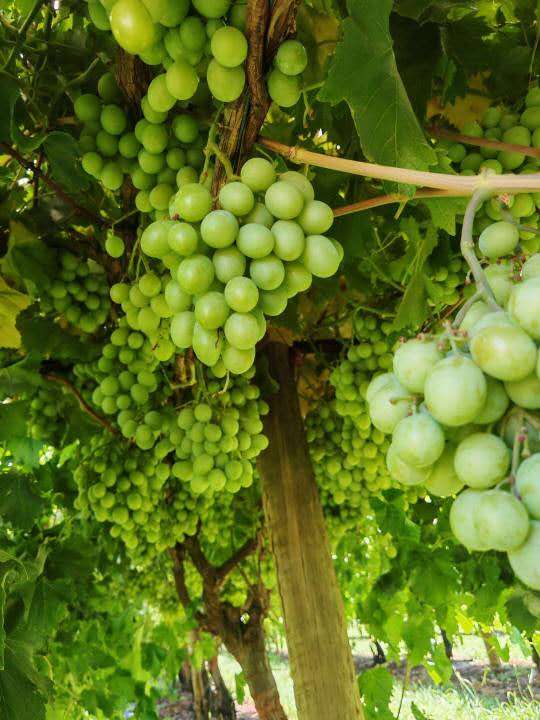 Local Autumn Crisp Shine Muscat Grapes - Box of 4.5kg - Image 6