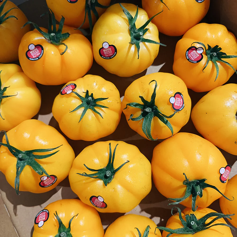Monte Rosa Yellow Oxheart Tomatoes - 1kg - Image 2