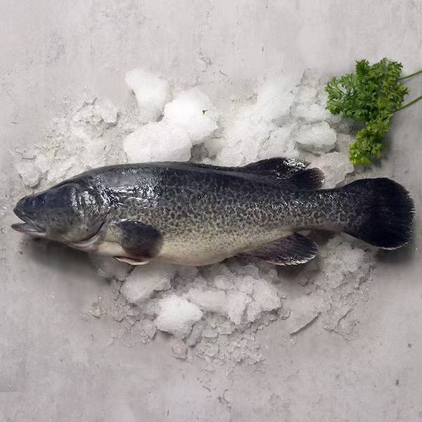 Murray Cod Whole Cleaned (Gutted & Descaled) - 600g